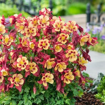 Aquilegia caerulea (Columbine) - Earlybird&trade; Red Yellow
