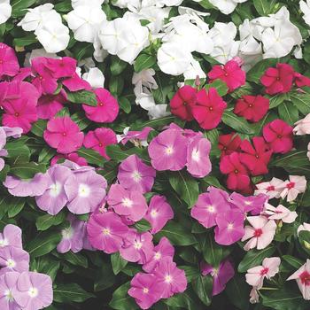 Catharanthus roseus (Vinca) - Cora&reg; XDR 'Mix'