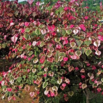 Cercis canadensis - 'Carolina Sweetheart&reg;' Redbud