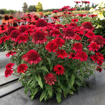 Echinacea (Coneflower) - Sunny Days&trade; 'Ruby'