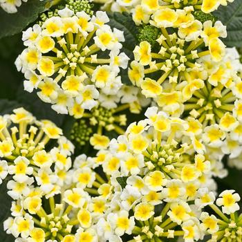 Lantana camara - Luscious&reg; 'Royale Pina Colada'