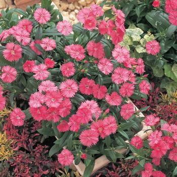 Dianthus chinensis x barbatus - Pinks