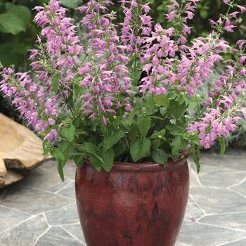 Salvia coccinea - Summer Jewel&trade; Lavender