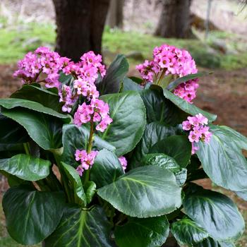Bergenia - 'Miss Piggy' Pig Squeak