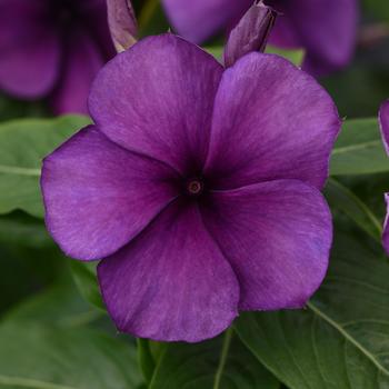 Catharanthus roseus (Vinca, Madagascar Periwinkle) - Tattoo&trade; 'Blueberry'