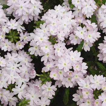Verbena - Quartz XP 'Silver' Verbena - Quartz XP 'Silver'