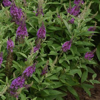 Buddleia davidii (Butterfly Bush) - Chrysalis&trade; Blue