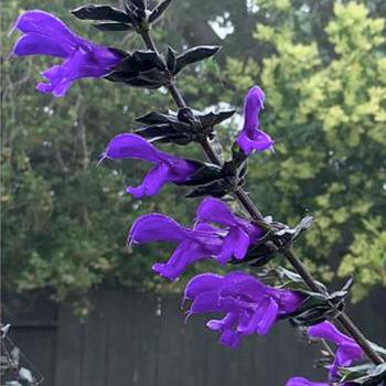 Salvia x guaranitica (Anise Sage) - Bodacious&reg; 'Rhythm & Blues'