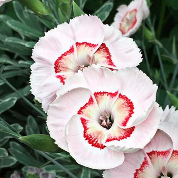 Dianthus allwoodii - American Pie&reg; 'Georgia Peach Pie'