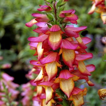 Digiplexis (Tropical Foxglove) - Illumination&reg; 'Flame'