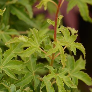 Acer palmatum - 'Shishigashira' Japanese Maple