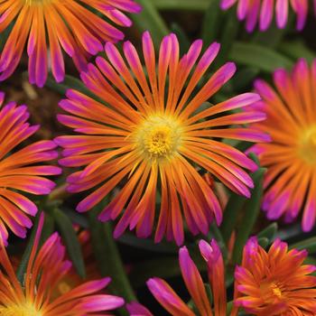 Delosperma (Ice Plant) - Ocean Sunset&trade; 'Orange Glow'