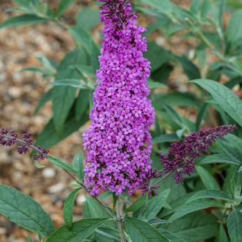 Buddleia davidii (Butterfly Bush) - Buzz&reg; 'Magenta Improved'