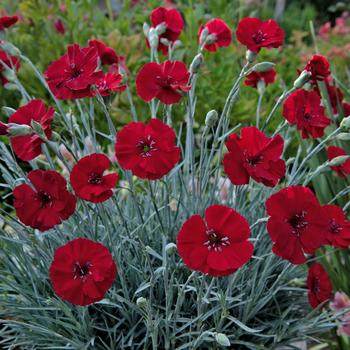Dianthus allwoodii - American Pie&reg; 'Cherry Pie'