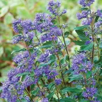 Caryopteris x clandonensis - 'Grand Bleu&trade;' Blue Mist