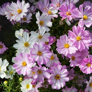 Cosmos bipinnatus - Apollo&trade; 'Lovesong'