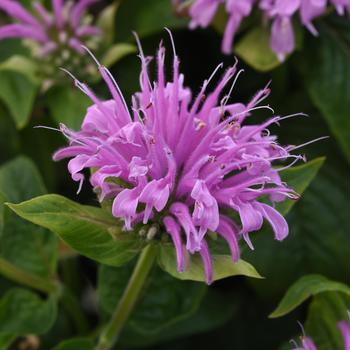 Monarda didyma (Bee Balm) - BeeMine&trade; Lavender
