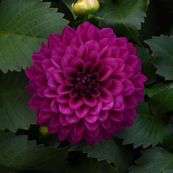 Dahlia - Venti&trade; Royal Purple