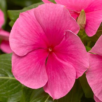 Catharanthus roseus (Annual Vinca; Periwinkle) - Cora&reg; XDR Deep Strawberry