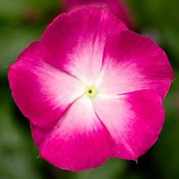 Catharanthus roseus (Annual Vinca; Periwinkle) - Cora&reg; XDR Magenta Halo