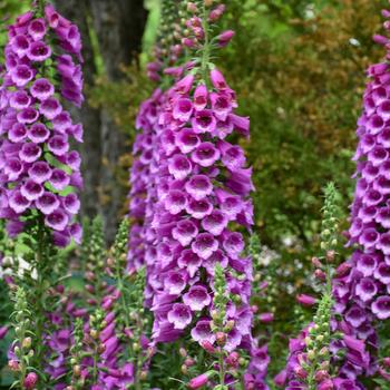 Digitalis purpurea - 'Dalmatian Purple' Foxglove