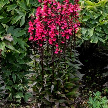 Lobelia x speciosa - Lobelia