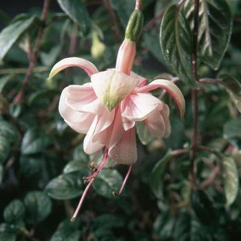 Fuchsia - 'Southgate'