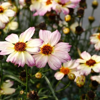 Coreopsis (Tickseed) - Nova&trade; 'Jewel'