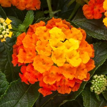 Lantana camara - Bandolista&trade; Mango