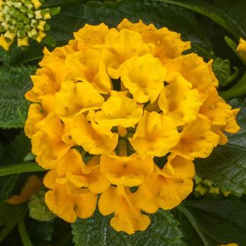 Lantana camara - Bandolista&trade; 'Pineapple'