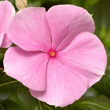 Catharanthus roseus (Vinca) - Cora&reg; XDR Light Pink