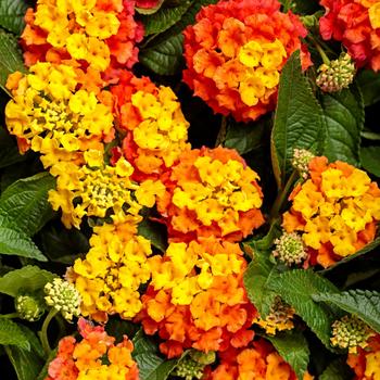Lantana camara - Luscious&reg; 'Basket Tangelo&trade;'