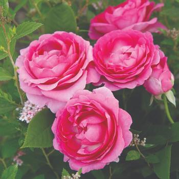Rosa - 'Raspberry Cupcake&trade;' Rose