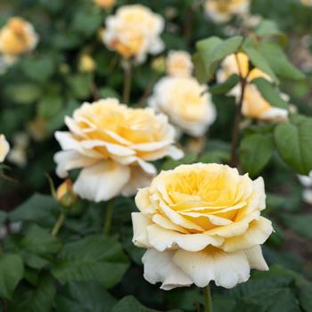 Rosa - Romantica&reg; 'Moonlight' Hybrid Tea Rose
