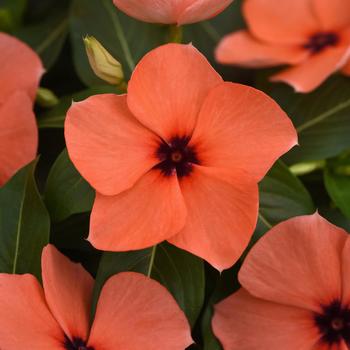 Catharanthus roseus (Vinca, Madagascar Periwinkle) - Tattoo&trade; Orange