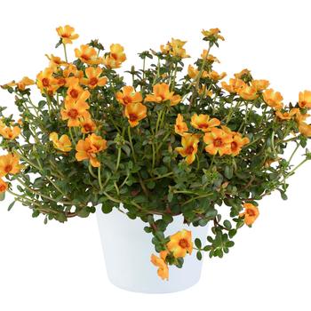 Portulaca oleracea - Mega Pazzaz&trade; 'Mango Twist'