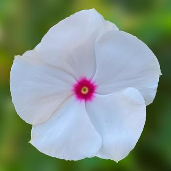 Catharanthus roseus (Vinca) - Cora&reg; Cascade XDR Polka Dot