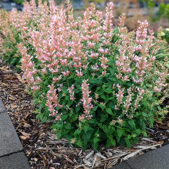 Agastache - 'Pink Pearl' Anise Hyssop