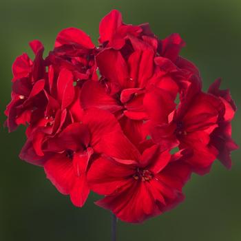Pelargonium (Interspecific Geranium) - Mojo&trade; Dark Red Improved