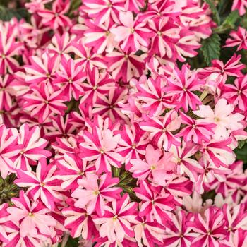 Verbena - Superbena &reg; Cherryburst