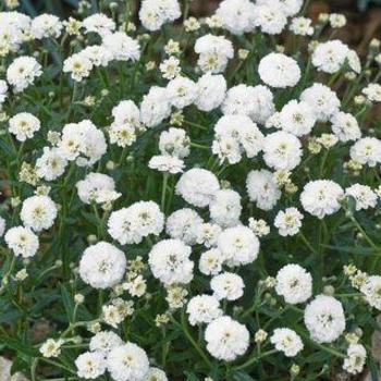 Achillea ptarmica - 'Marshmallow' Sneezewort