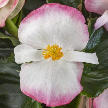 Begonia - Tophat&trade; Rose Bicolor
