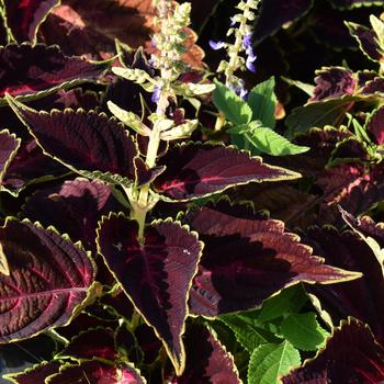 Coleus scutellarioides - Talavera&trade; 'Pink Tricolor'