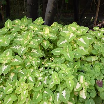 coleus scutellarioides - Kong Jr.&trade; 'Green Halo'
