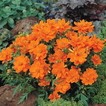 Cosmos bipinnatus - 'Cosmic Orange'