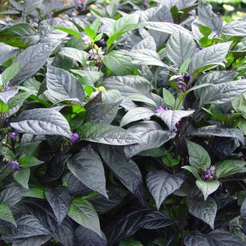 Capsicum annuum - 'Black Pearl' Pepper