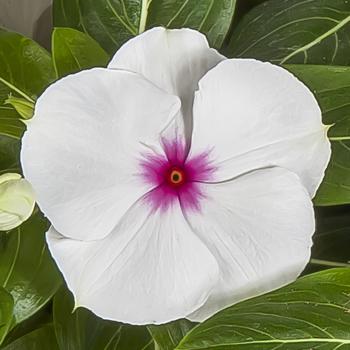 Catharanthus roseus (Vinca) - Cora&reg; XDR Polka Dot