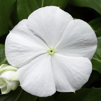 Catharanthus roseus (Annual Vinca; Periwinkle) - Cora&reg; Cascade XDR White