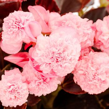 Begonia - Birthday Bash&trade; Cotton Candy