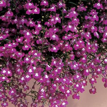 Lobelia erinus - 'Regatta Rose'